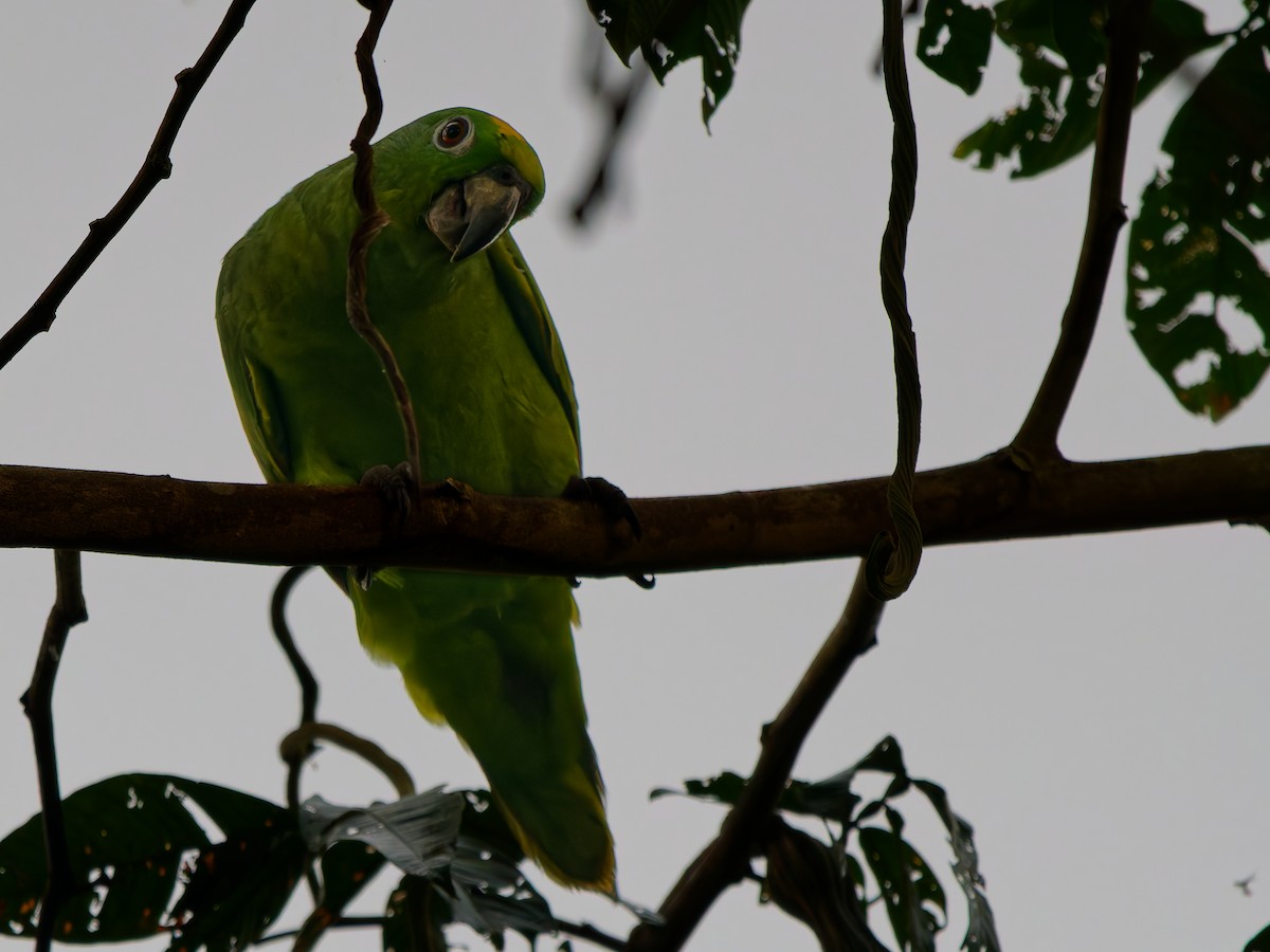 Mealy Amazon - ML646453078