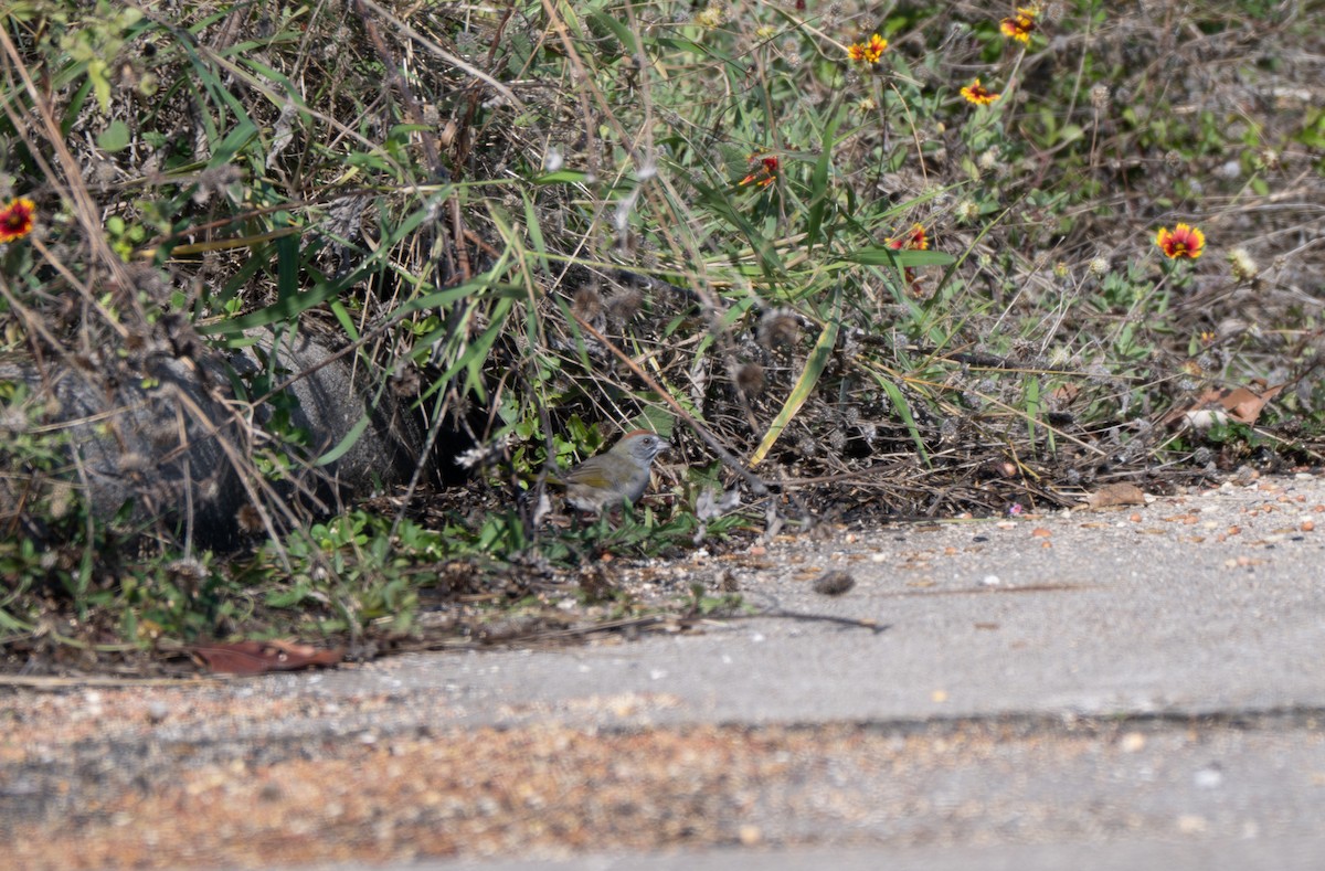 Green-tailed Towhee - ML646453079