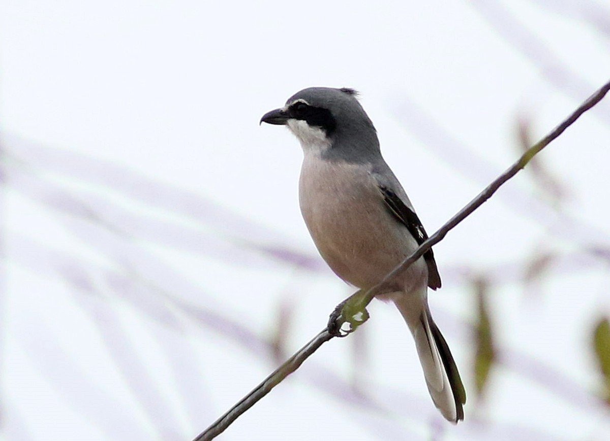 ťuhýk iberský - ML646453083