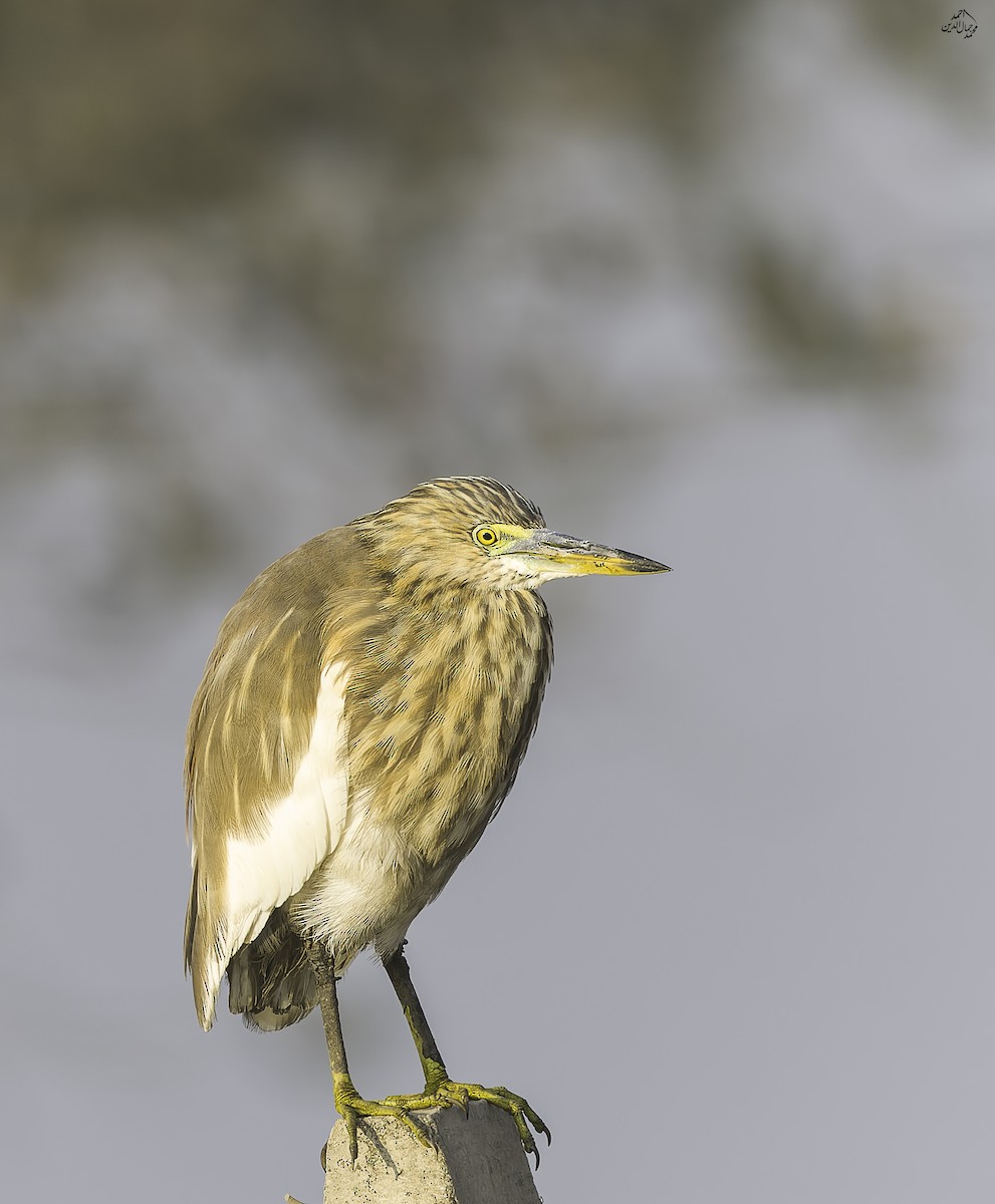 Indian Pond-Heron - ML646453084