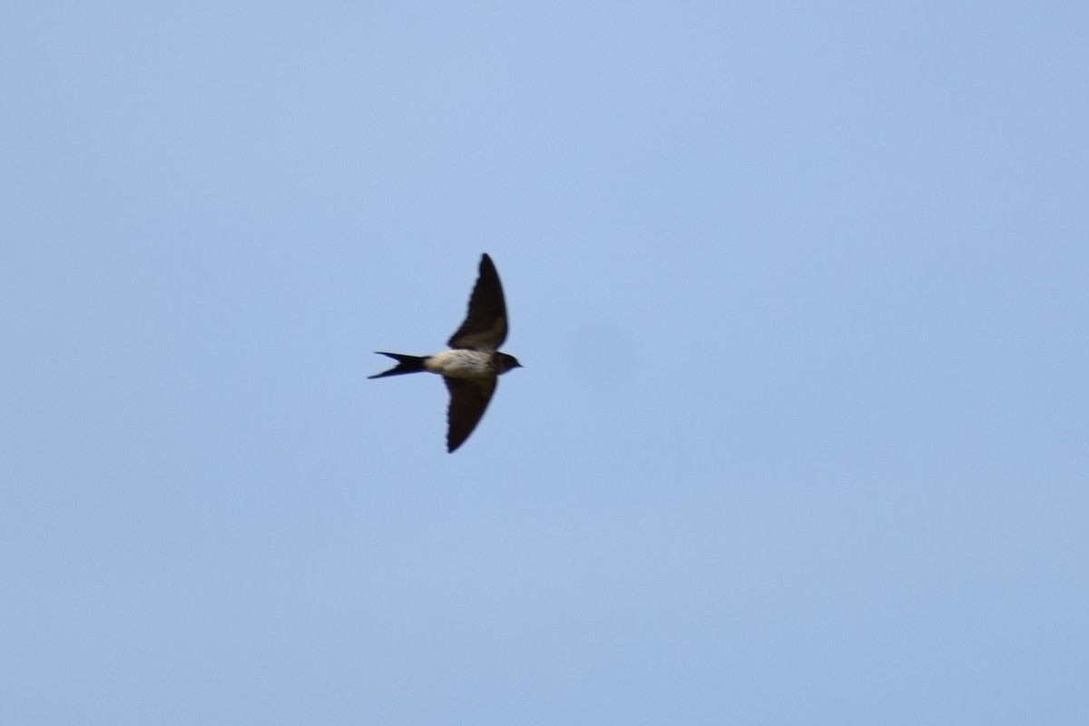 Eastern Red-rumped Swallow (Daurian) - ML646453087