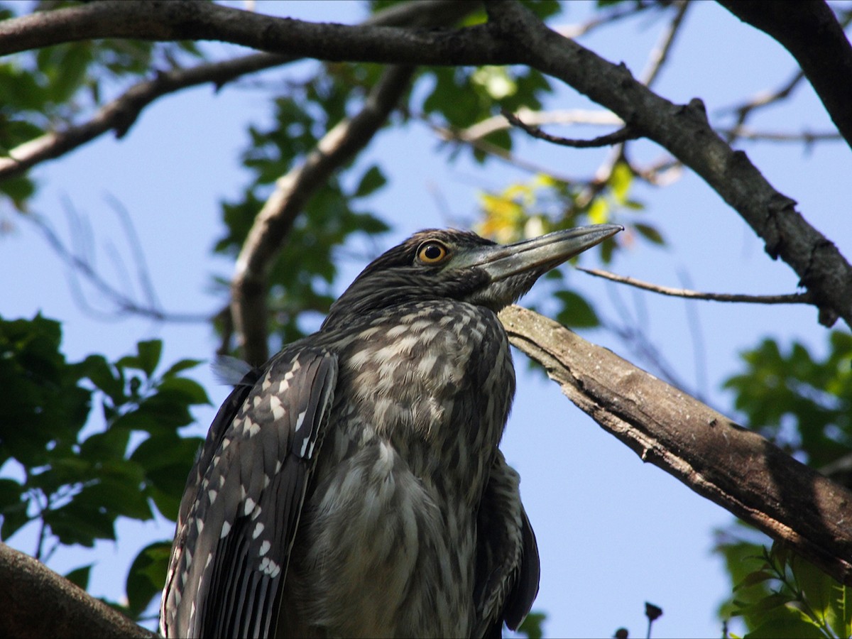 Black-crowned Night Heron - ML646453091