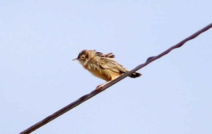 cistovník rákosníkový - ML646453092