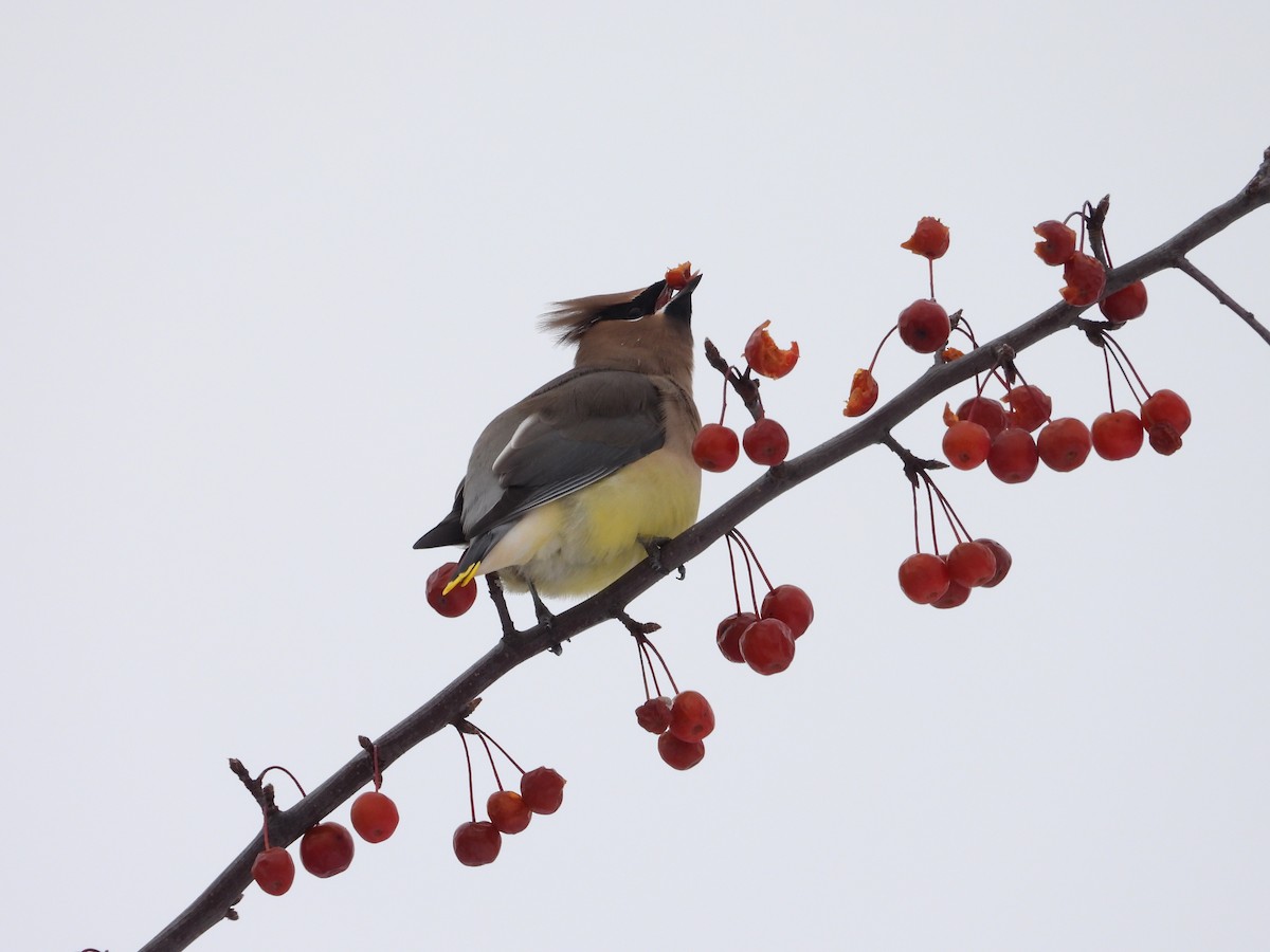 Cedar Waxwing - ML646453097