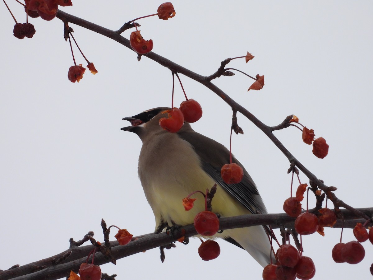 Cedar Waxwing - ML646453098