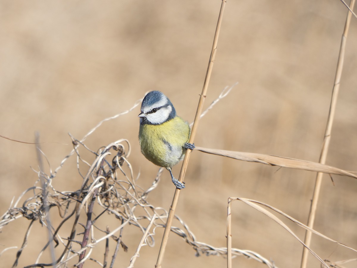 Herrerillo Común - ML646453100