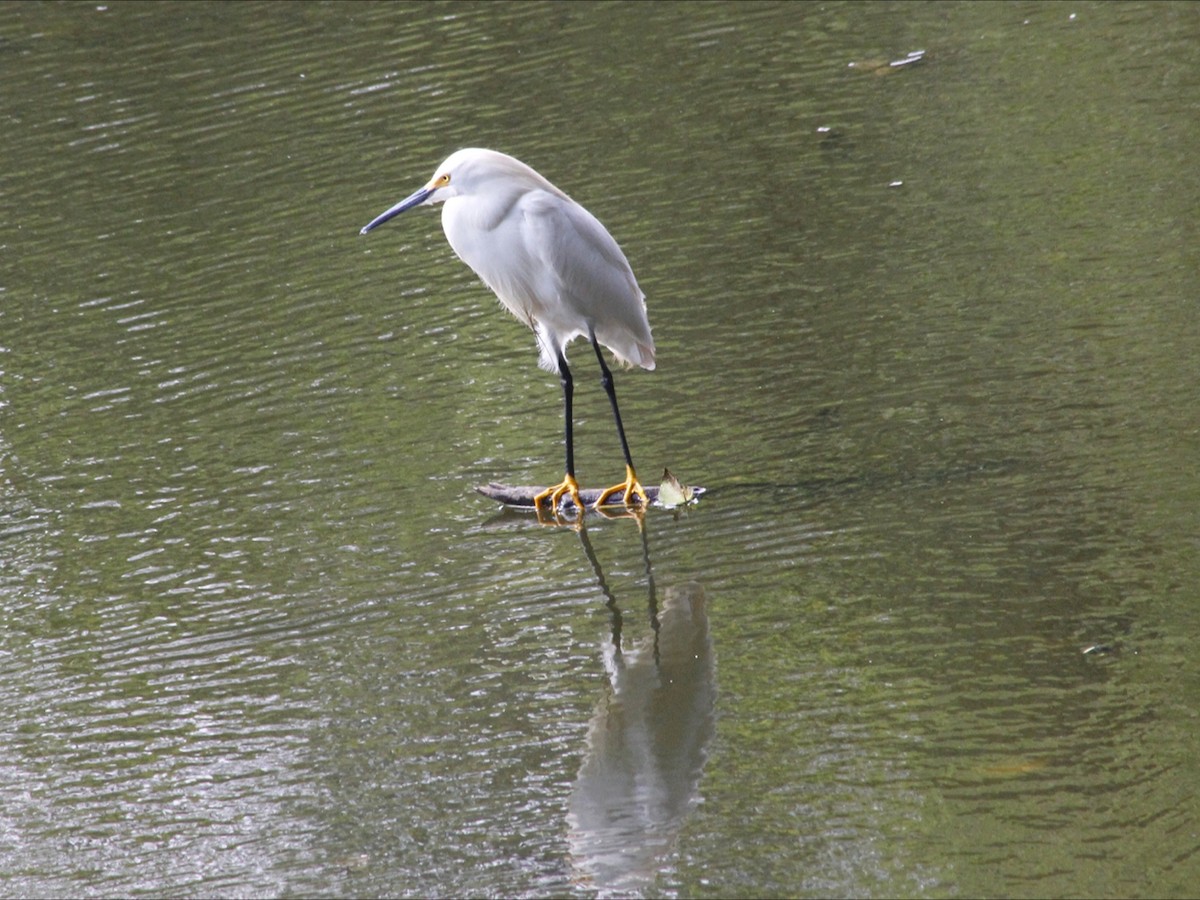 Snowy Egret - ML646453105