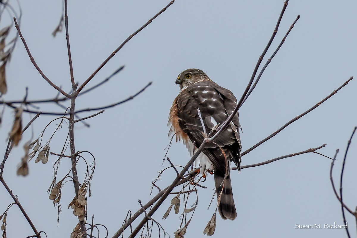 krahujec americký - ML646453106