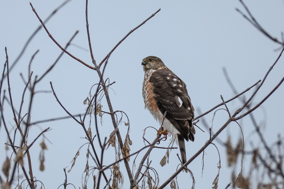 krahujec americký - ML646453107