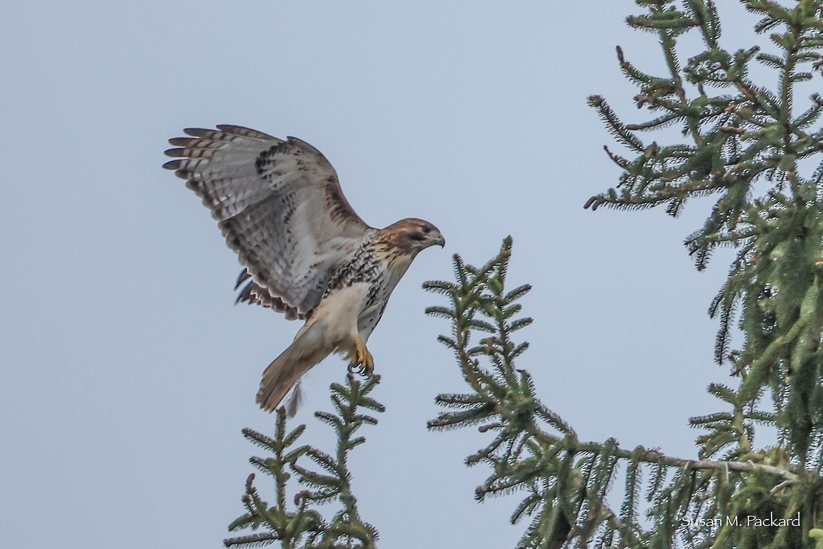 káně rudochvostá - ML646453118