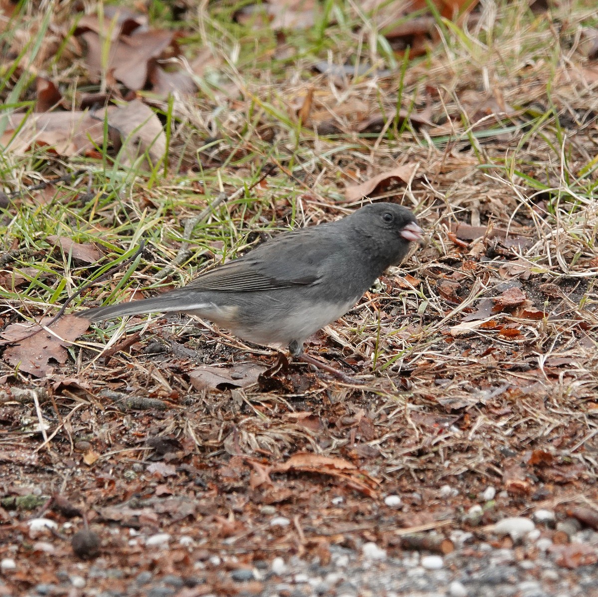 Dark-eyed Junco (Slate-colored) - ML646453119