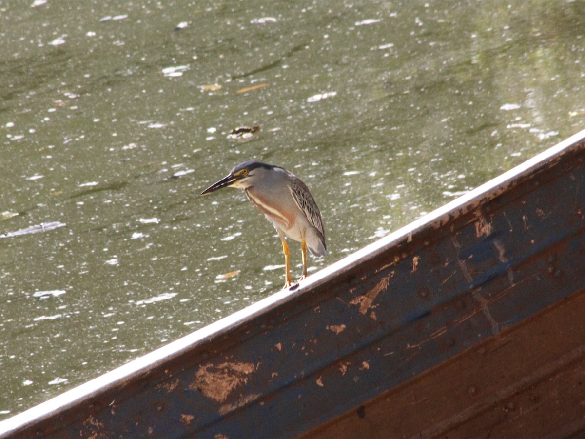 Striated Heron - ML646453121