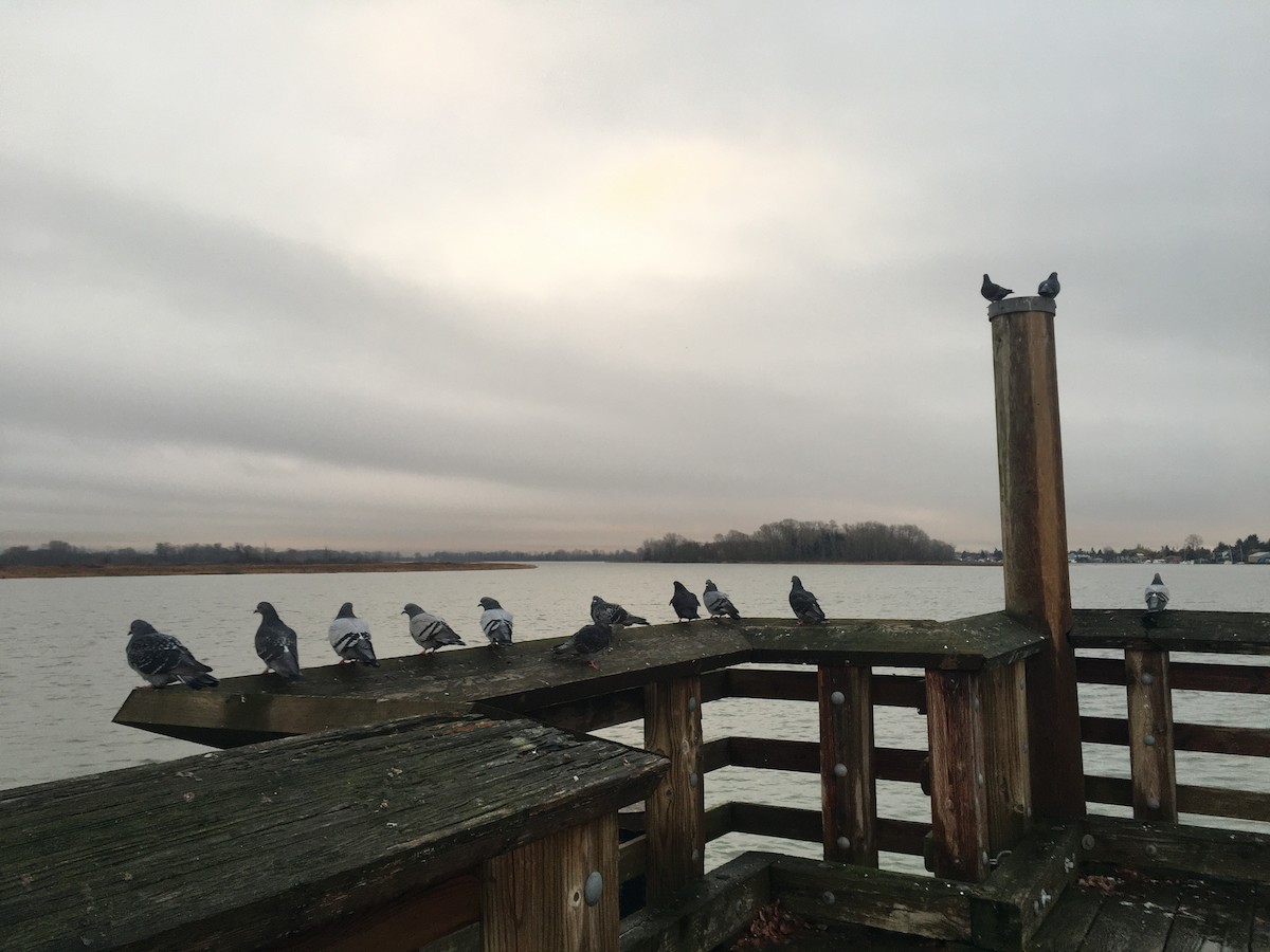 holub skalní (domácí) - ML646453122