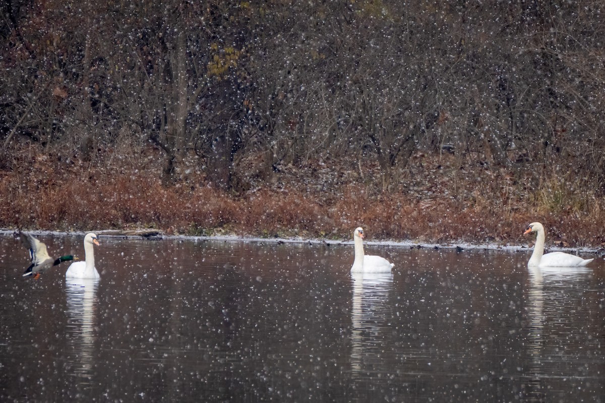 Mute Swan - ML646453123