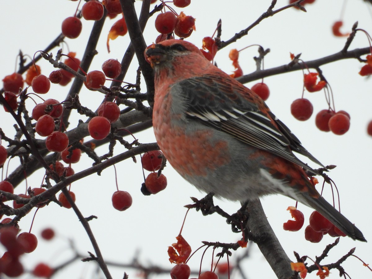 Pine Grosbeak - ML646453124