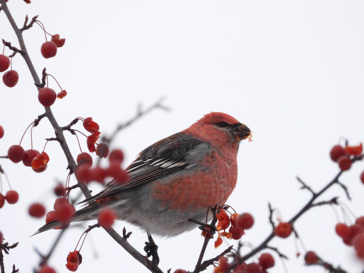 Pine Grosbeak - ML646453126