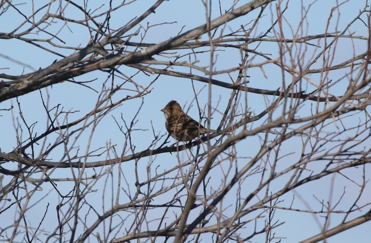 Harris's Sparrow - ML646453129