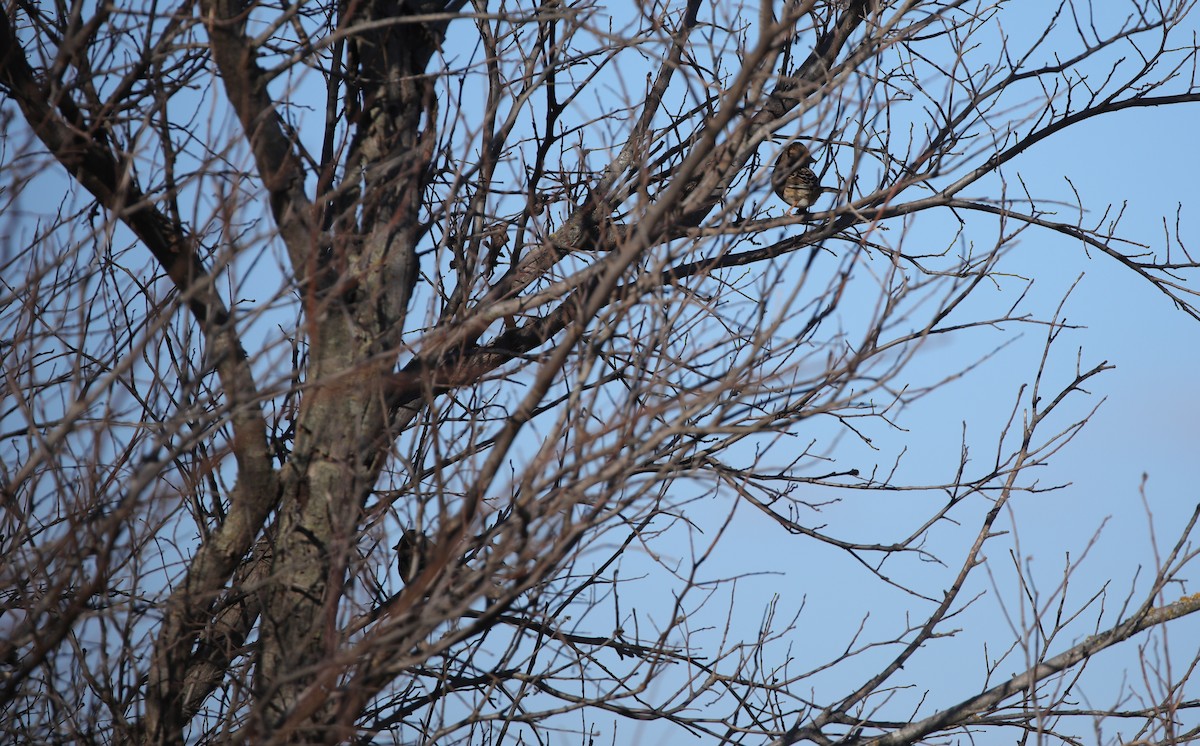 Harris's Sparrow - ML646453130