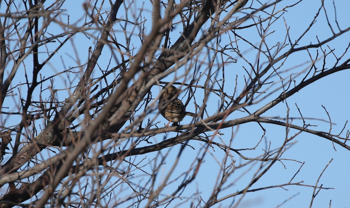 Harris's Sparrow - ML646453132