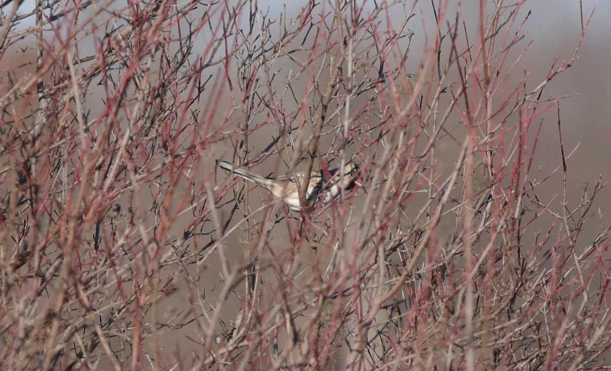 Harris's Sparrow - ML646453133