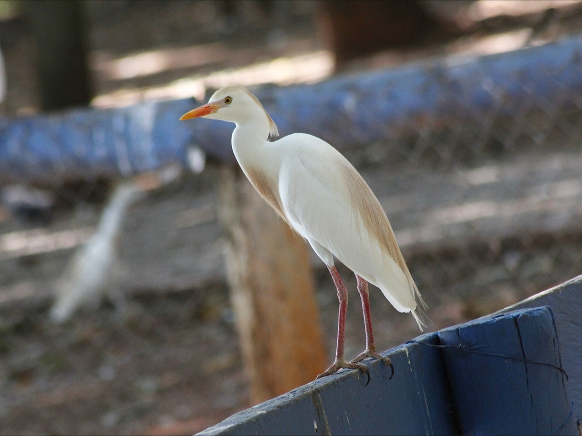 Western Cattle-Egret - ML646453144