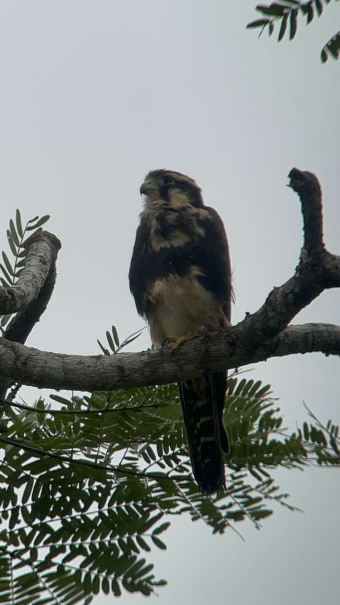 Aplomado Falcon - ML646453152