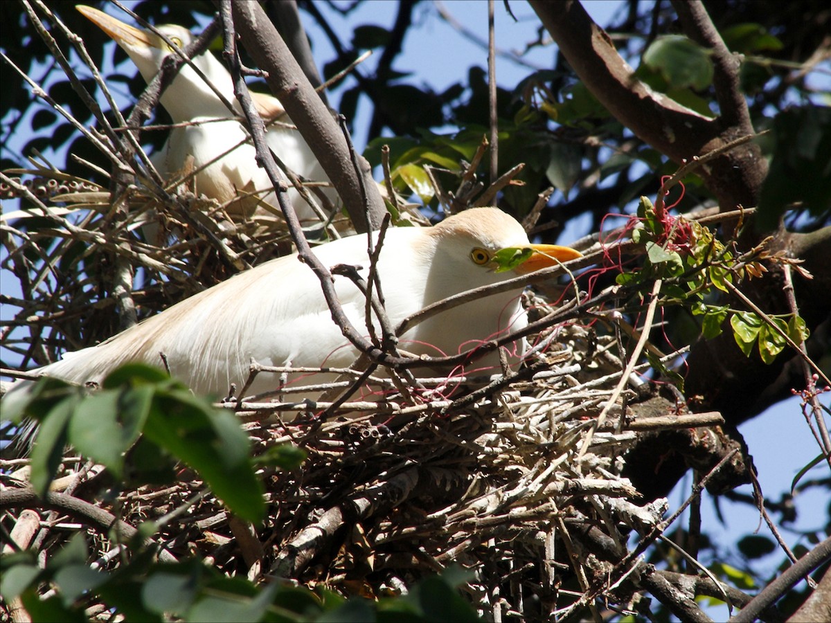 Western Cattle-Egret - ML646453155