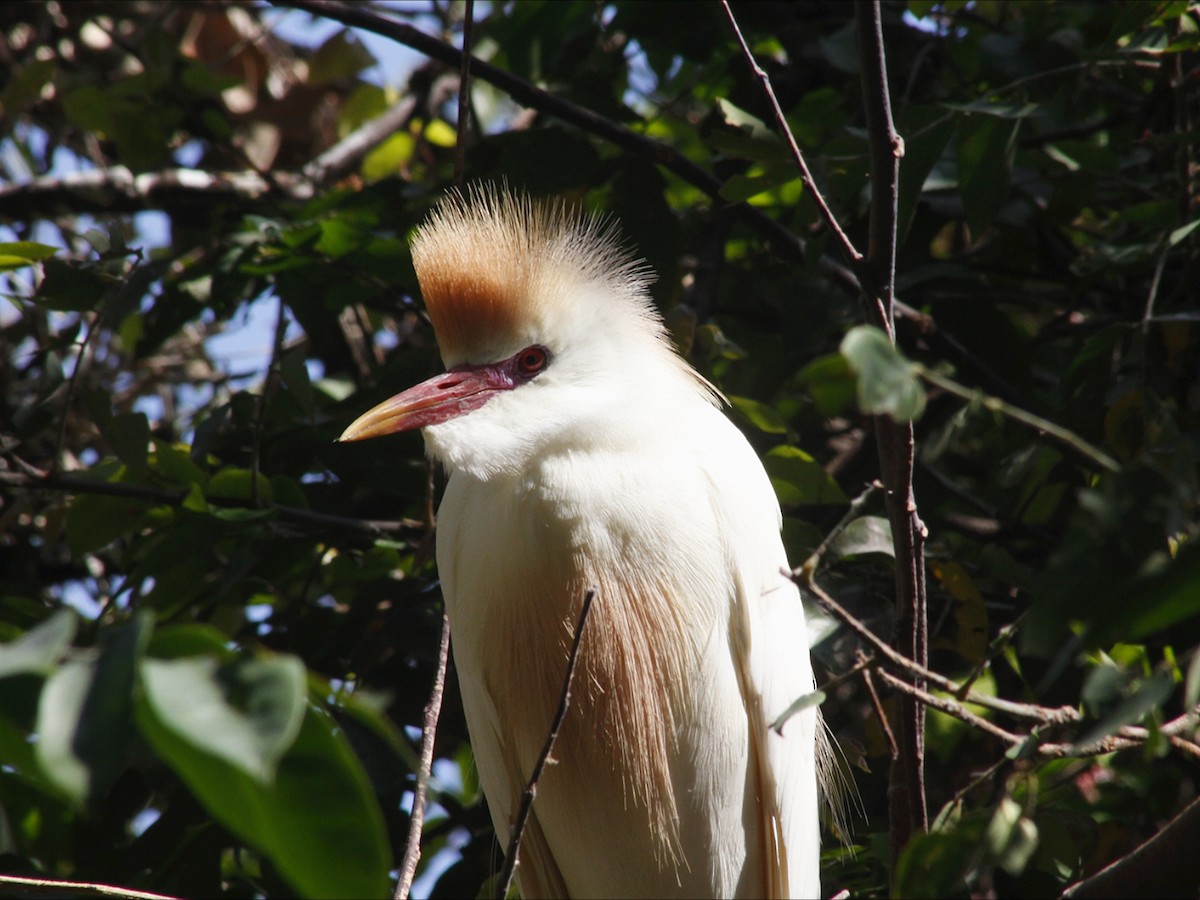 Western Cattle-Egret - ML646453172