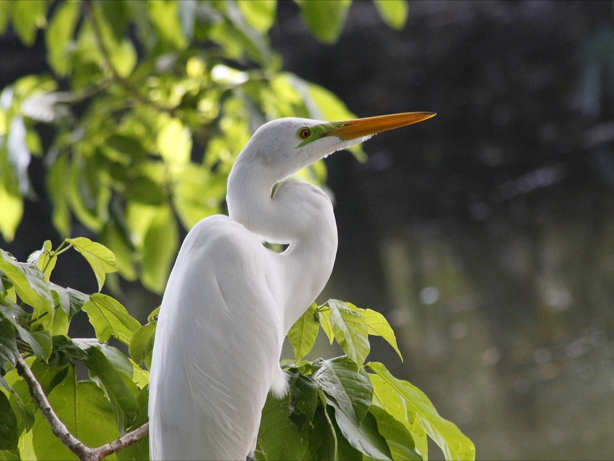 Great Egret - ML646453179