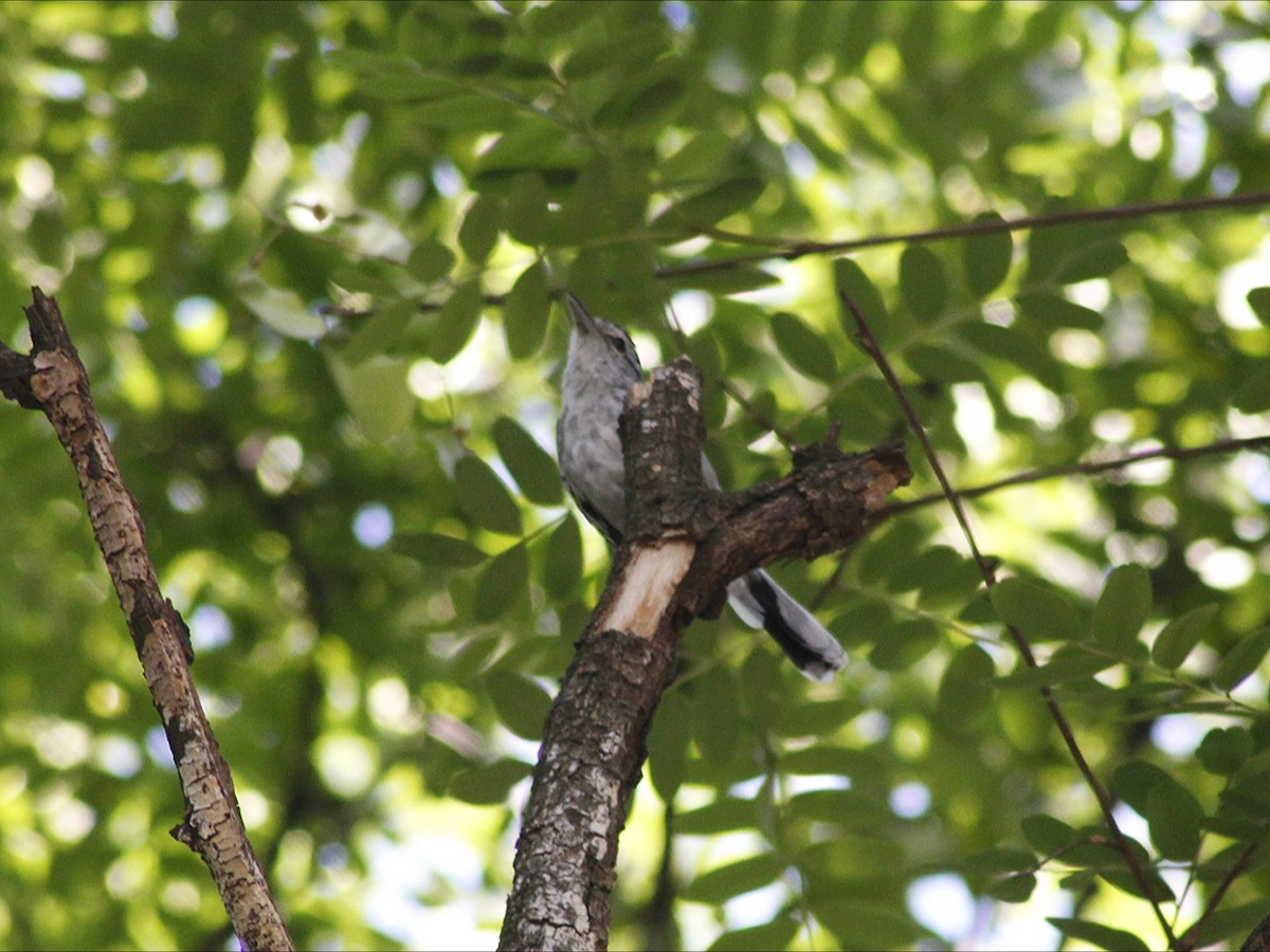 Large-billed Antwren - ML646453184