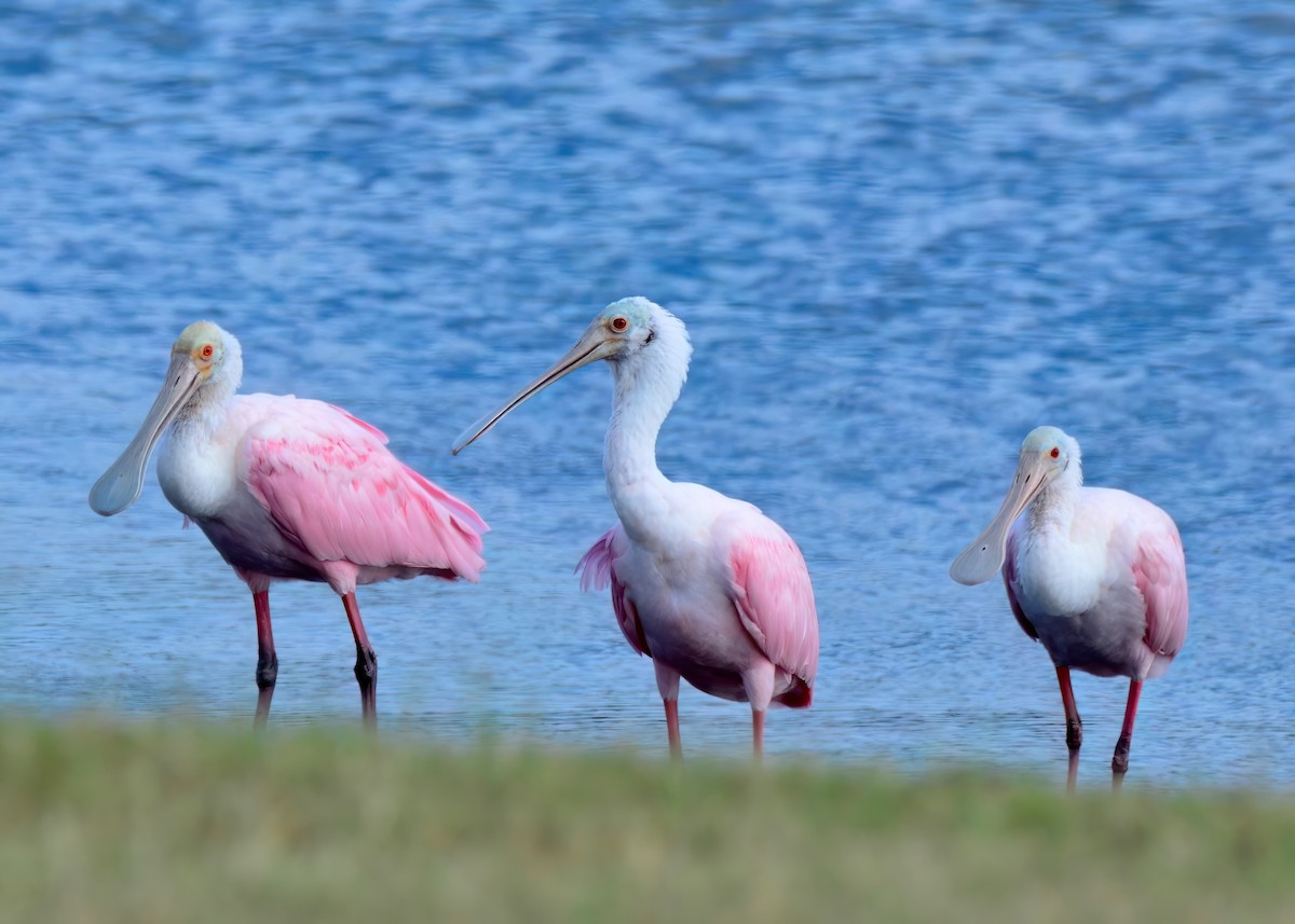 Roseate Spoonbill - ML646453186