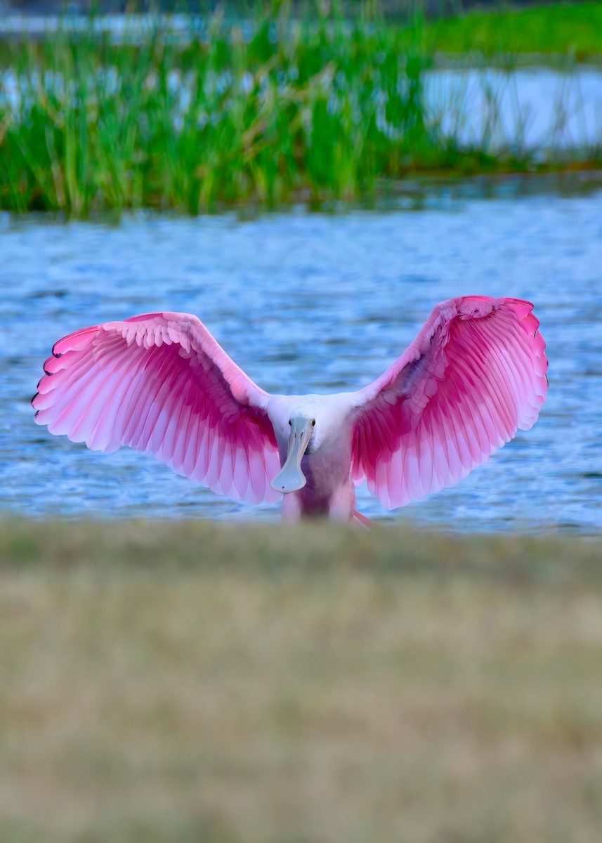 Roseate Spoonbill - ML646453187