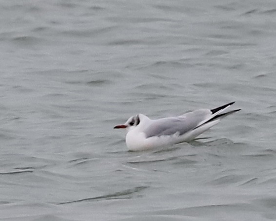 紅嘴鷗 - ML646453188