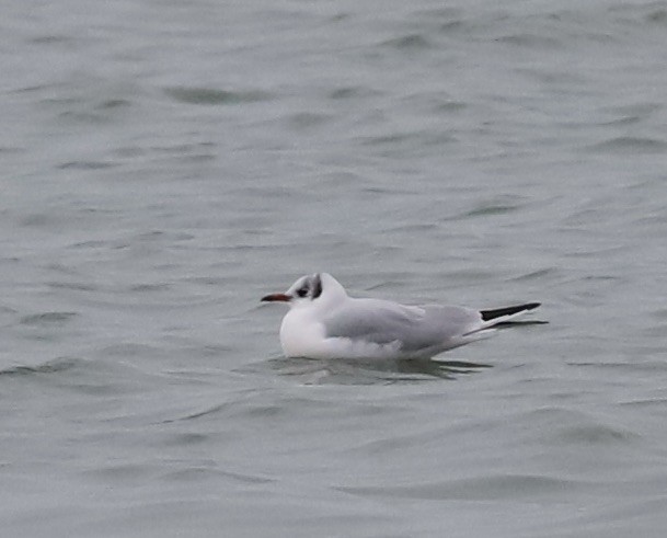 紅嘴鷗 - ML646453189