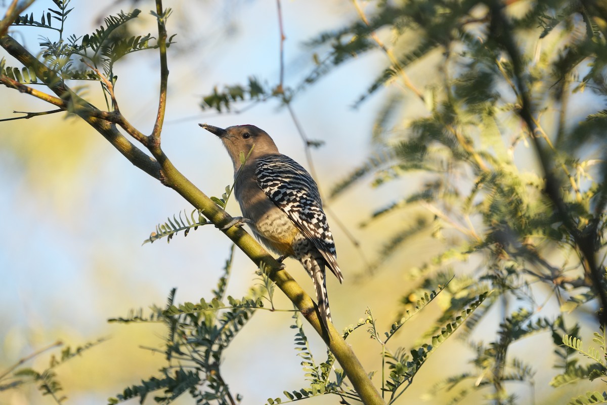 Gila Woodpecker - ML646453190