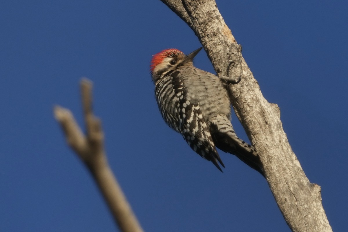 Ladder-backed Woodpecker - ML646453193