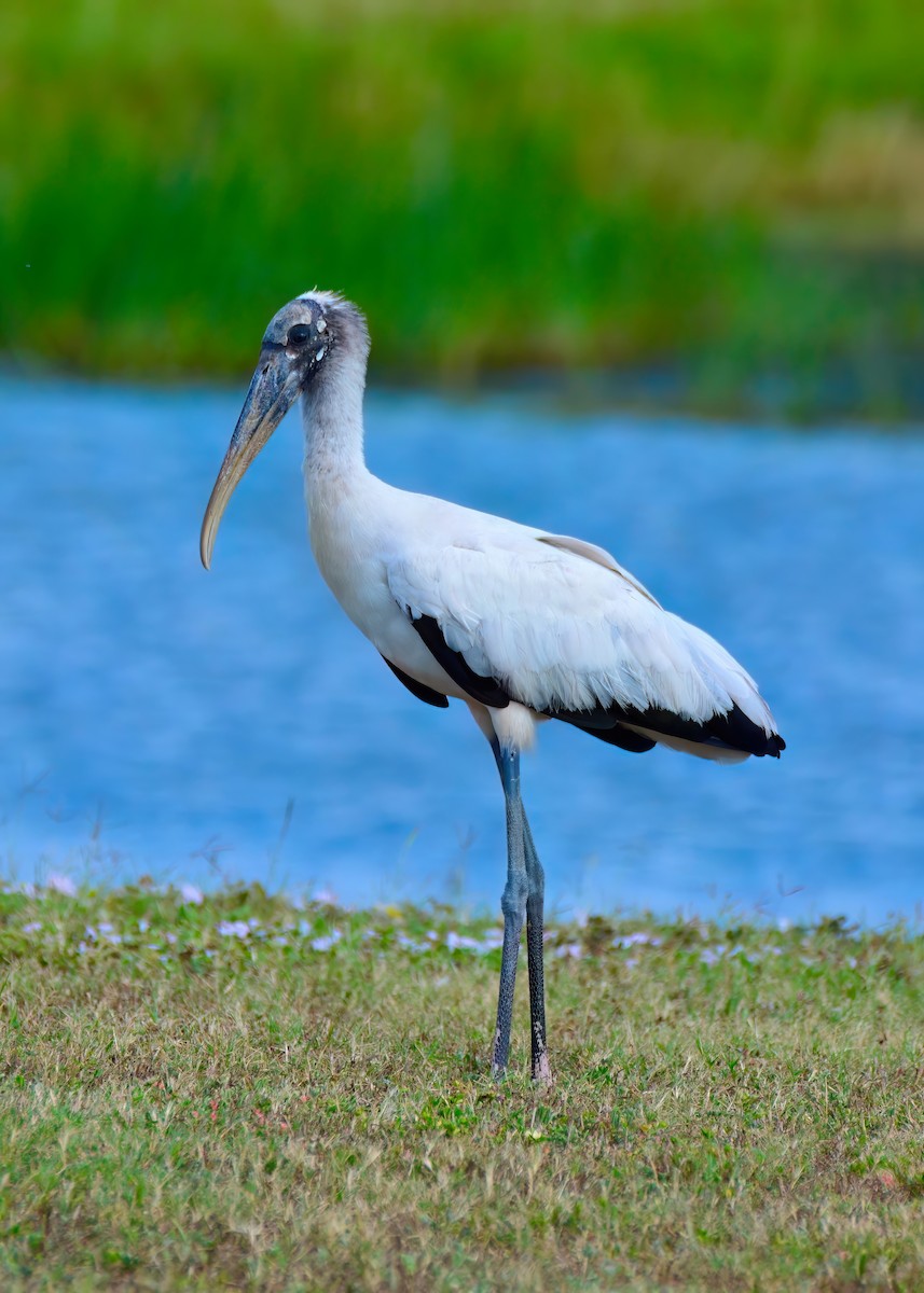 Wood Stork - ML646453195