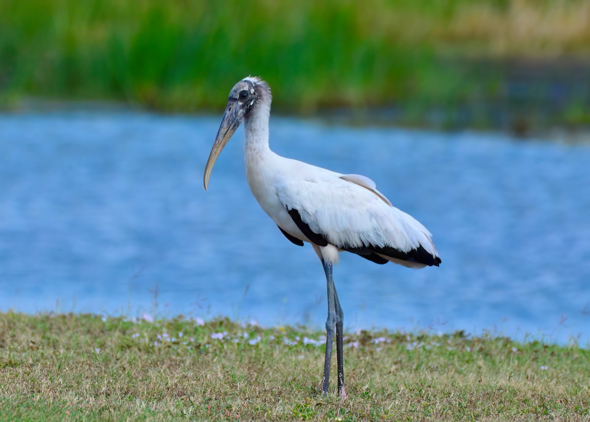 Wood Stork - ML646453196