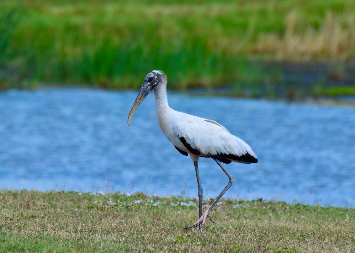 Wood Stork - ML646453197