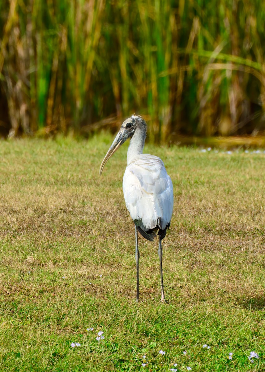 Wood Stork - ML646453198