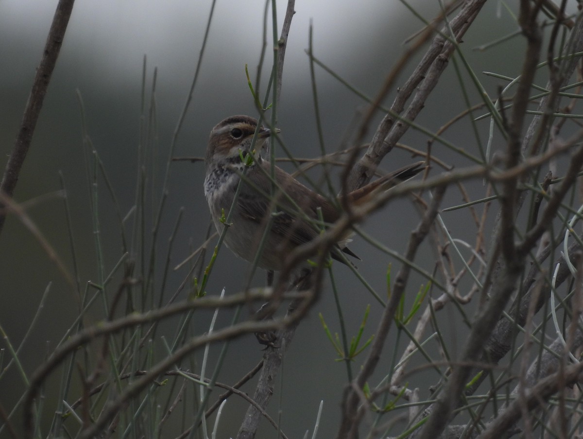 Ruiseñor Pechiazul - ML646453199