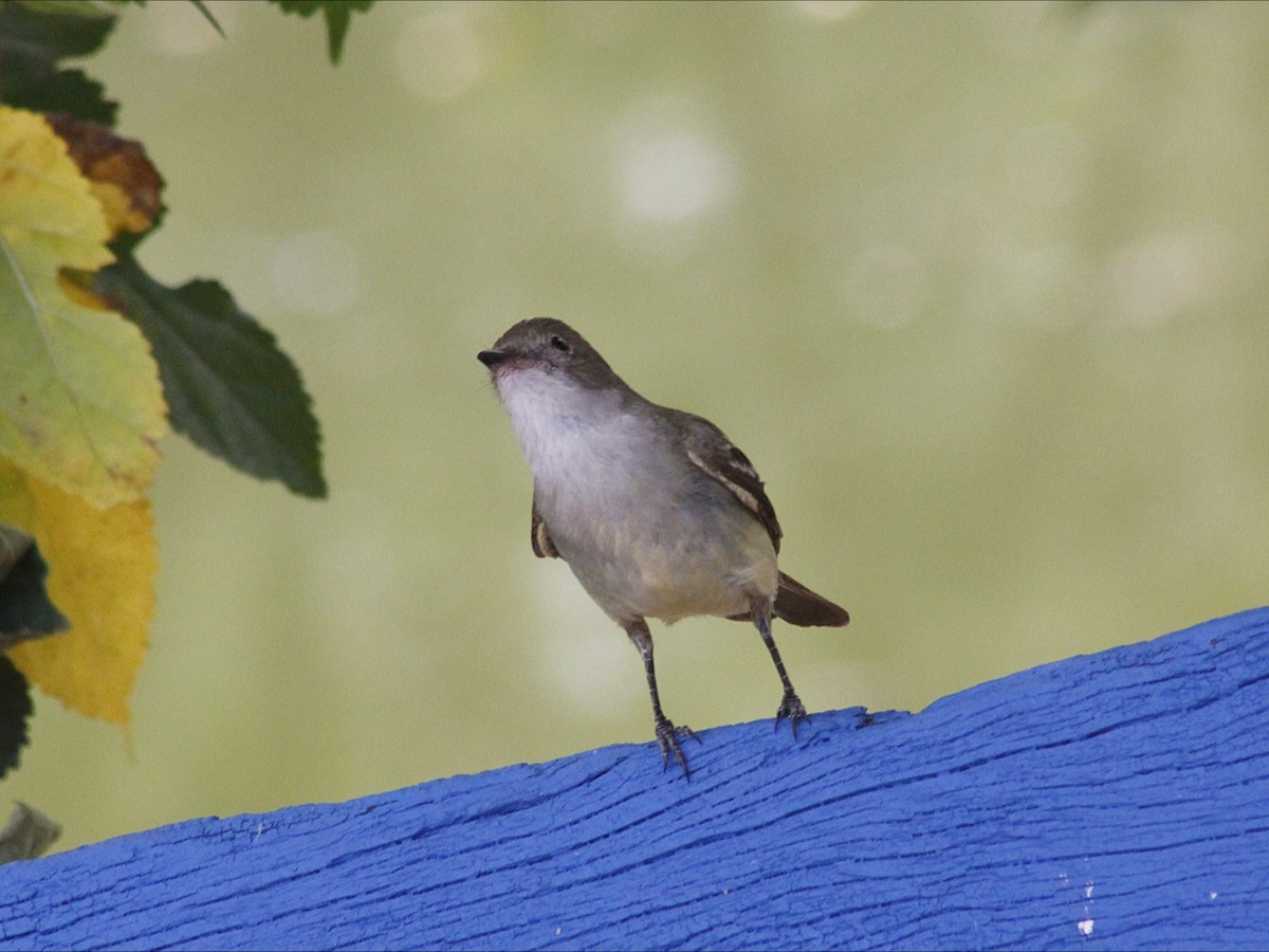 Large Elaenia - ML646453200