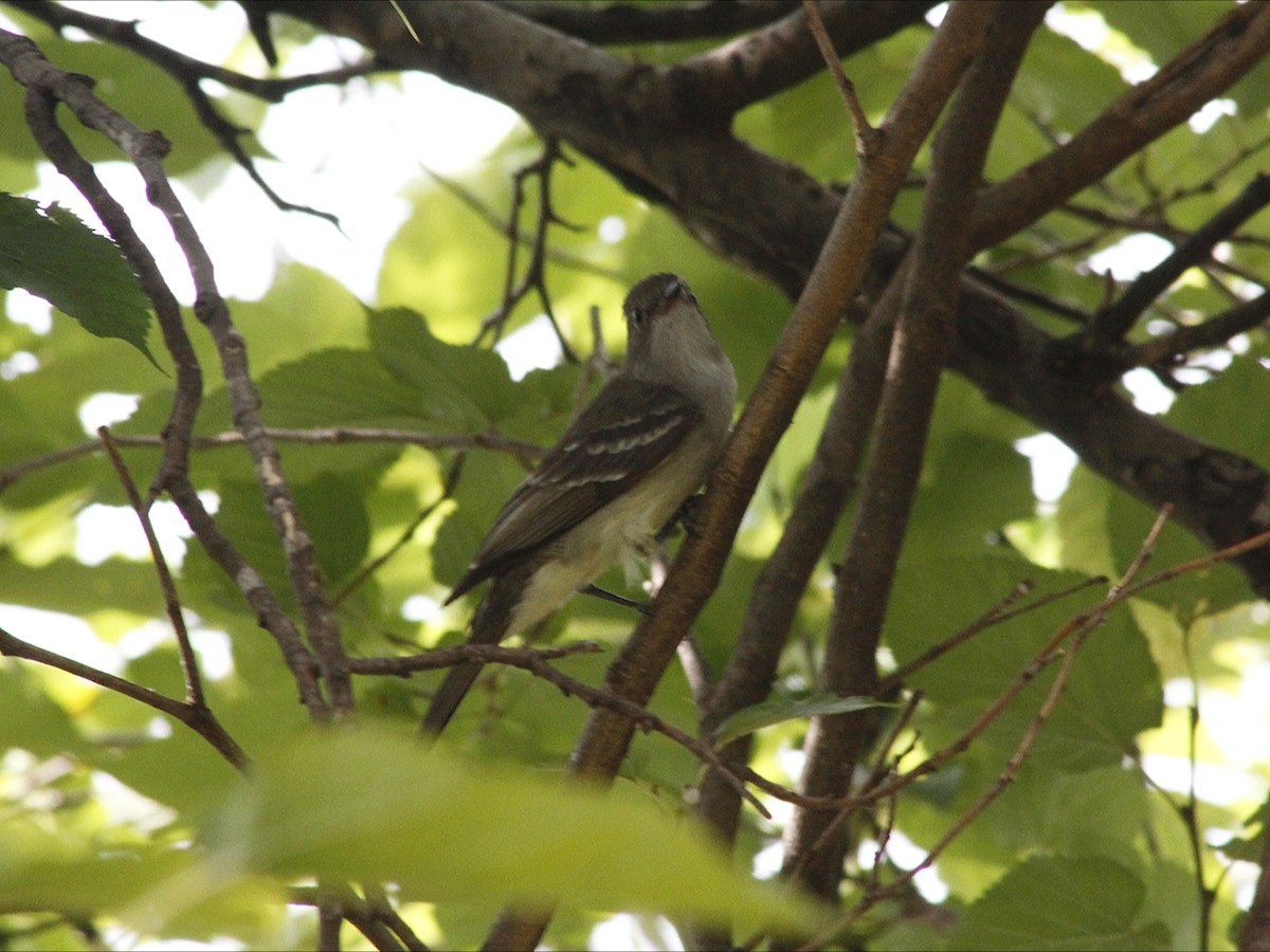 Large Elaenia - ML646453201