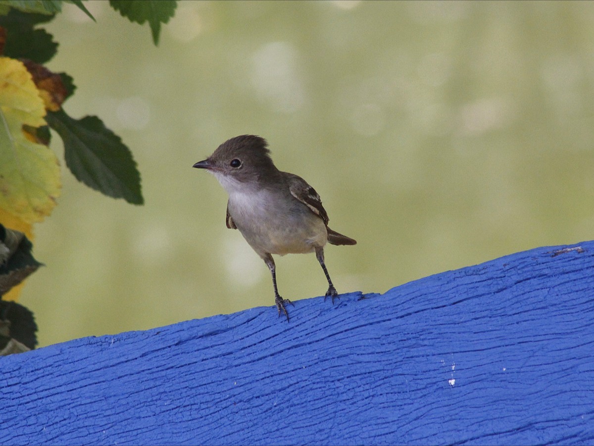 Large Elaenia - ML646453202