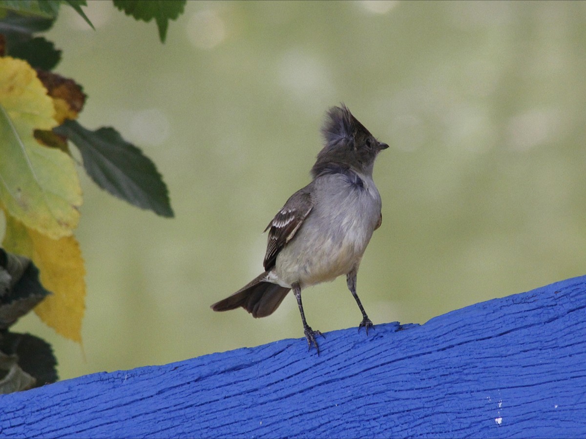 Large Elaenia - ML646453203