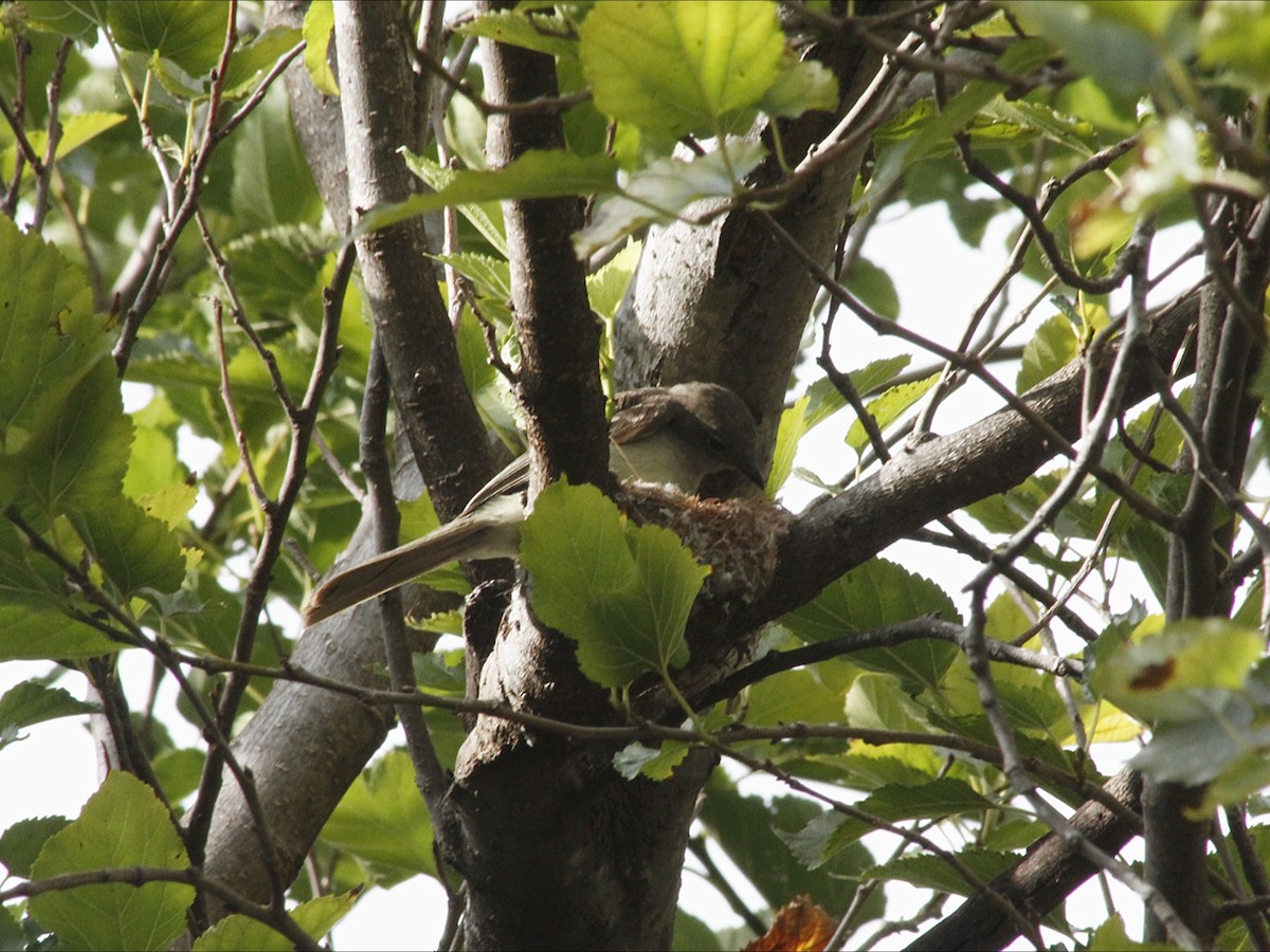 Large Elaenia - ML646453204