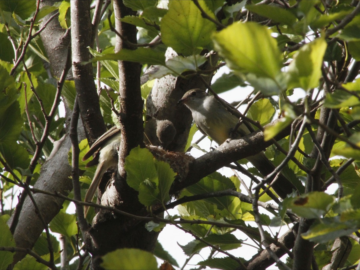 Large Elaenia - ML646453205