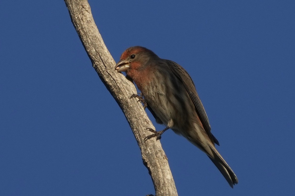 House Finch - ML646453206