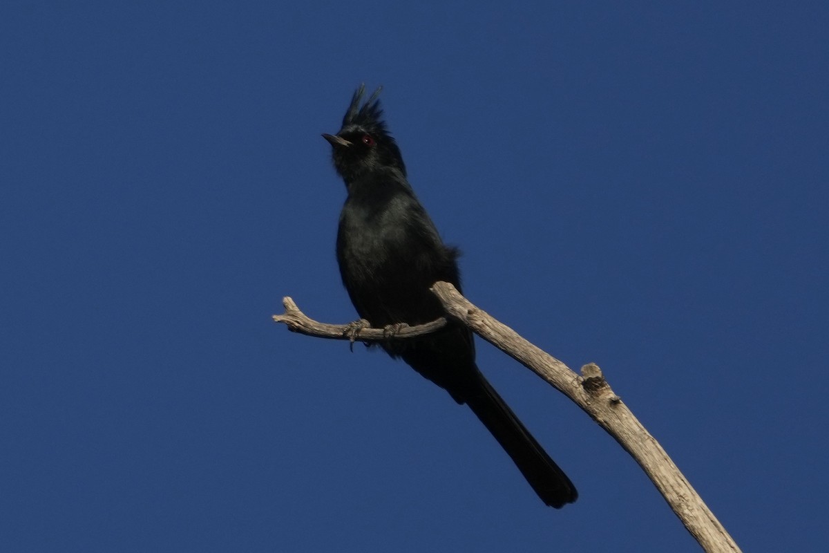 Phainopepla - ML646453208