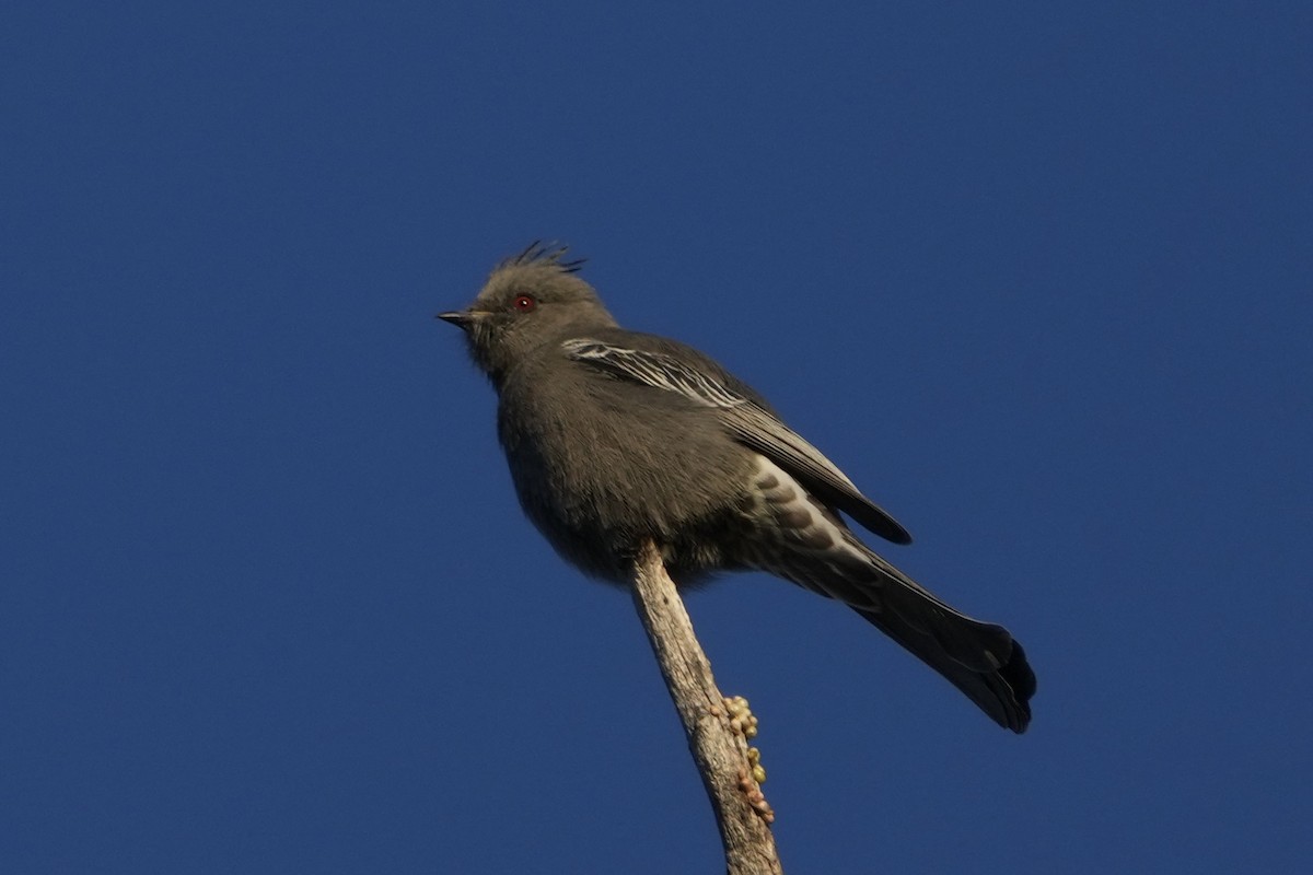 Phainopepla - ML646453213